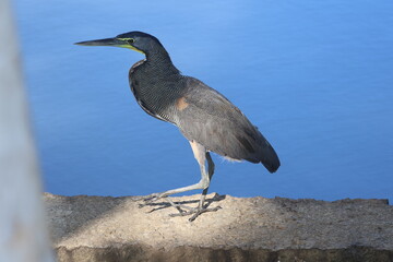 Tiger Heron on Stone Wall Perch