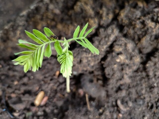 close up of young green tamarind plant