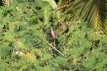 Green Heron Perched in Tropical Setting