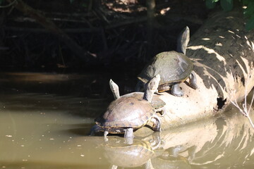 Turtle Congregation at Waters Edge