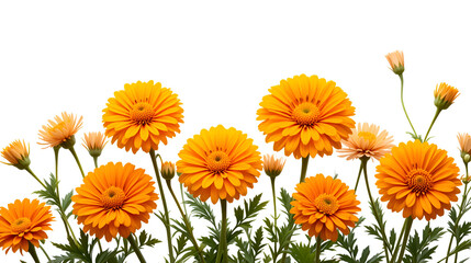 Marigold flowers calendula officinalis isolated on white background. Blooming orange garden flowers.