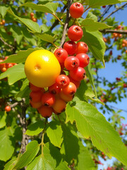 Reife Holunderbeeren am Strauch