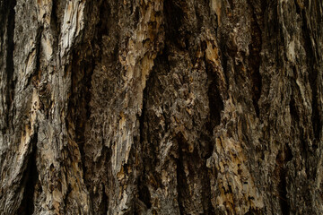 Close up detail of a brown tree bark texture for nature background.