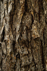 Close up view of rough weathered tree bark.