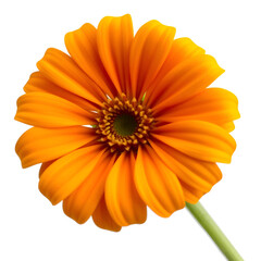 Calendula officinalis flower isolated on white or transparent background. Marigold medicinal plant, healing herb. One single calendula flower.