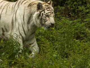 Tigre blanc