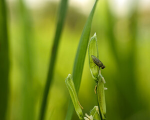 Seedling fly (Atherigona) is a destructive pest of young plants in tropical rice plantations, a small insect pest that feeds on young rice grains.