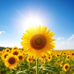 Fototapeta premium Bright sunflower in a field