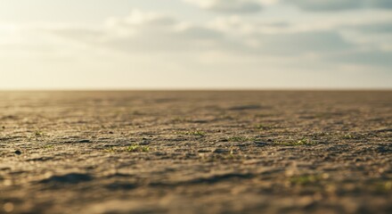 A vast expanse of light brown sand, with tiny blades of green grass sprouting.  Soft, diffused sunlight