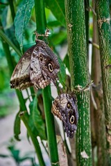 Butterfly farm Mariposario Machay Butterfly House in Ecuador. Butterflies resting on green bamboo stalks, showcasing intricate patterns and natural beauty in a serene environment