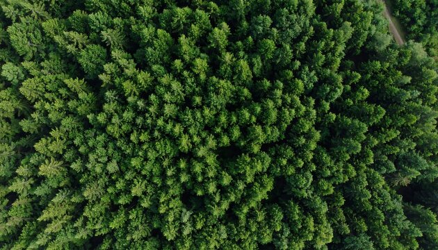 Dense forest canopy from above - Powered by Adobe