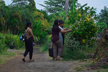 The girls stop at a colorful roadside garden, admiring the vibrant morning blossoms before...