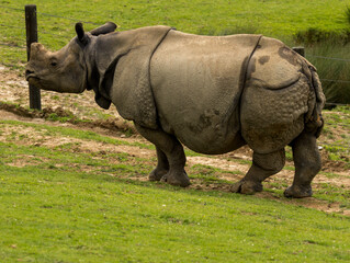 Obraz premium rhinocéros indien