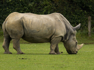 rhinocéros blanc