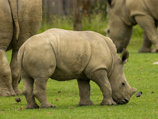 rhinoc&eacute;ros blanc