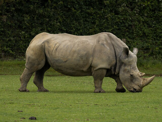 Fototapeta premium rhinocéros blanc