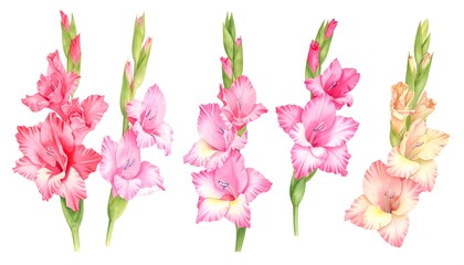 Watercolor gladiolus flowers