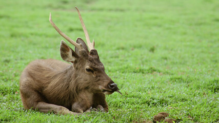 A male Bawean deer, Axis kuhlii also known as the Kuhl's hog deer or Bawean hog deer, while a small bird perches on its back, creating a peaceful scene of wildlife harmony in nature.