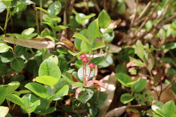 白馬 小遠見山の風景。アカモノの実。