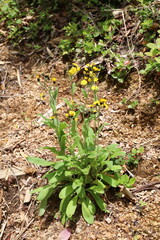 白馬 小遠見山の風景。登山道に咲くヤナギタンポポ。