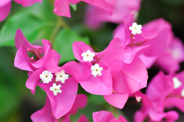 Bougainvillea or paper flower , red paper flower or fuchsia flower