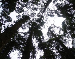 Skyfall Forest: Trees Growing Downward from the Clouds