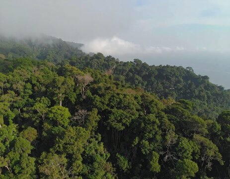 Skyfall Forest: Trees Growing Downward from the Clouds