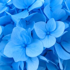 Vibrant blue hydrangea blossoms close-up