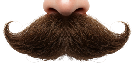 Close-up of a brown mustache with curly ends isolated PNG with Transparent Background