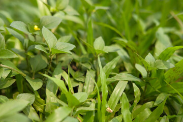 Lush green plants in the sunlight