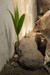 Sprouting coconuts by a wall