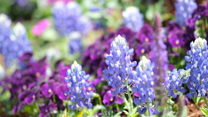 ルピナスの花畑