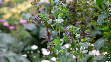 セリンセマヨール