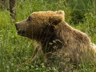 ours brun