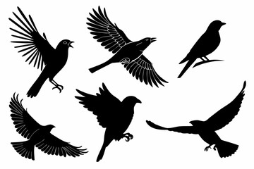 Obraz premium Collection of six black bird silhouettes in various flying poses