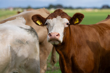 Cow in the grassland. Cow peacefully grazing. Summer meadow with cattle. Cow grazing in the countryside. Rural life and farm animals. Grazing field with dairy cow.