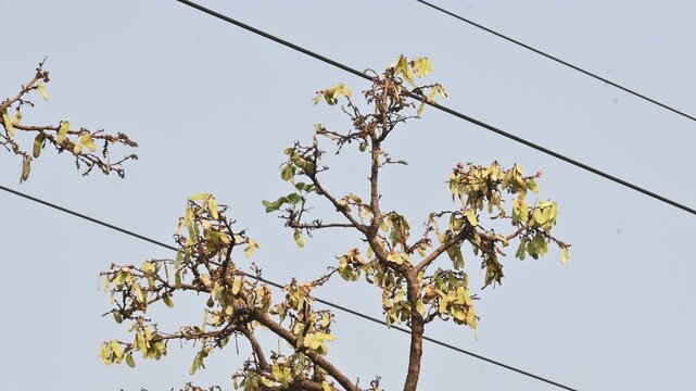 Butea monosperma pods in the tree. It is a  species of&nbsp;Butea&nbsp;native.  Its other names flame of the forest,&nbsp;and&nbsp;bastard teak. 

