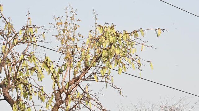 Butea monosperma pods in the tree. It is a  species of&nbsp;Butea&nbsp;native.  Its other names flame of the forest,&nbsp;and&nbsp;bastard teak. 
