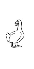 white duck illustration