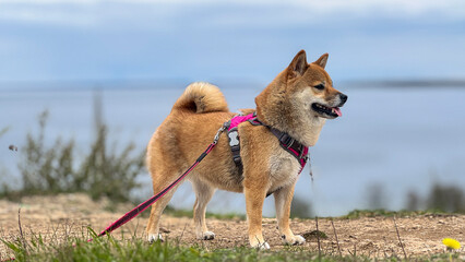 Adorable red Shiba Inu dog happily walking on lush green grass outdoors on a sunny summer day. High-quality, pet-friendly image perfect for nature, outdoor, or lifestyle projects. Copy space.
