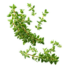 Levitating Rosemary Sprigs with Dried Needles