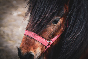 portrait of a horse