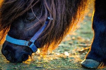 horse eating grass