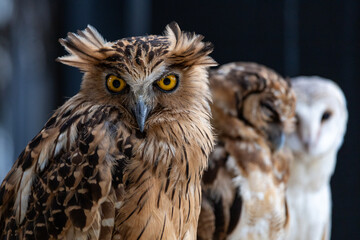 Close-up of a great horned owl 