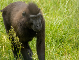 macaque à crête noire
