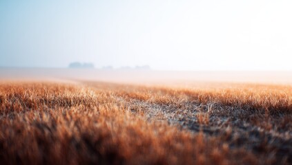 Golden field at sunrise, shallow depth of field, misty horizon
