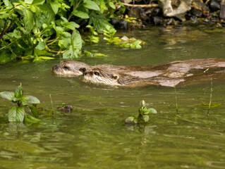 loutre cendrée