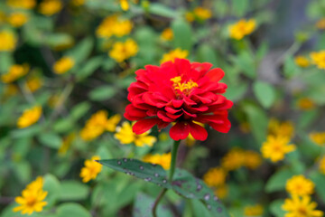 Scarlet bloom amidst golden flowerbed