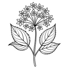 set of black and white flowers