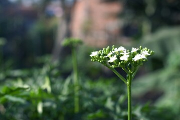 blooming casava flower with blur background